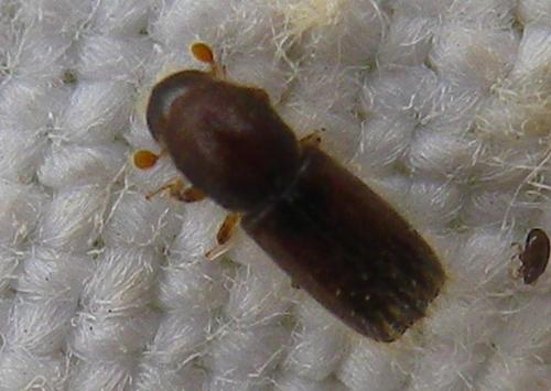 Réf. 287 270 : Scolytinae inconnu